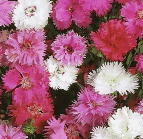 Гвоздика махровая Микс, кас.4 ячейки 