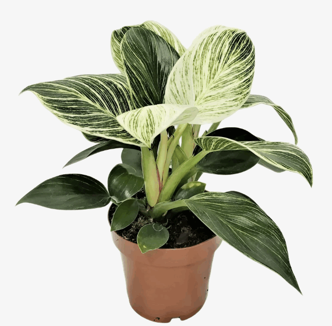 Филодендрон Биркин (12)