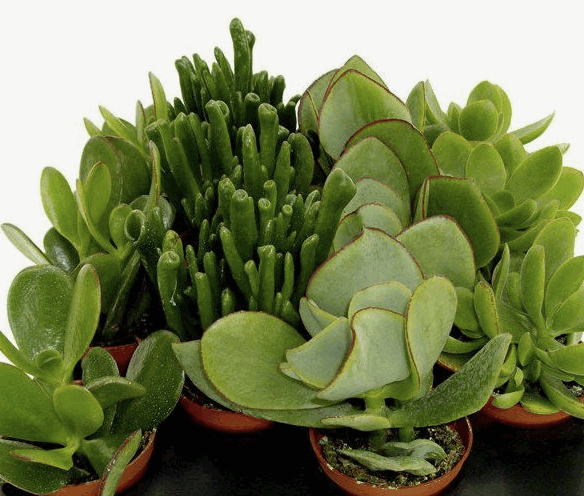 Красула Микс (17)