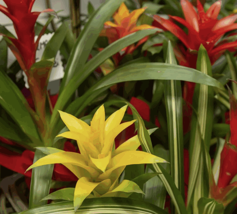 Гузмания Микс 5 сортов (9)