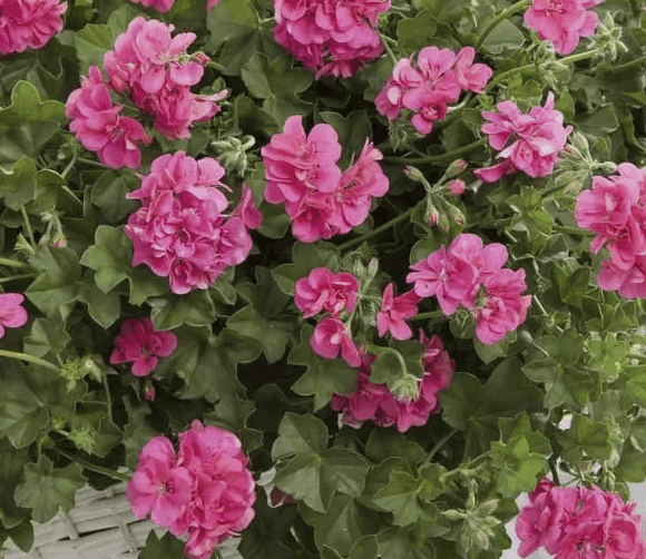 Пеларгония плющелистная ампельная смесь d12 