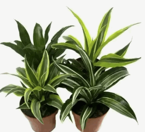 Драцена микс (17)