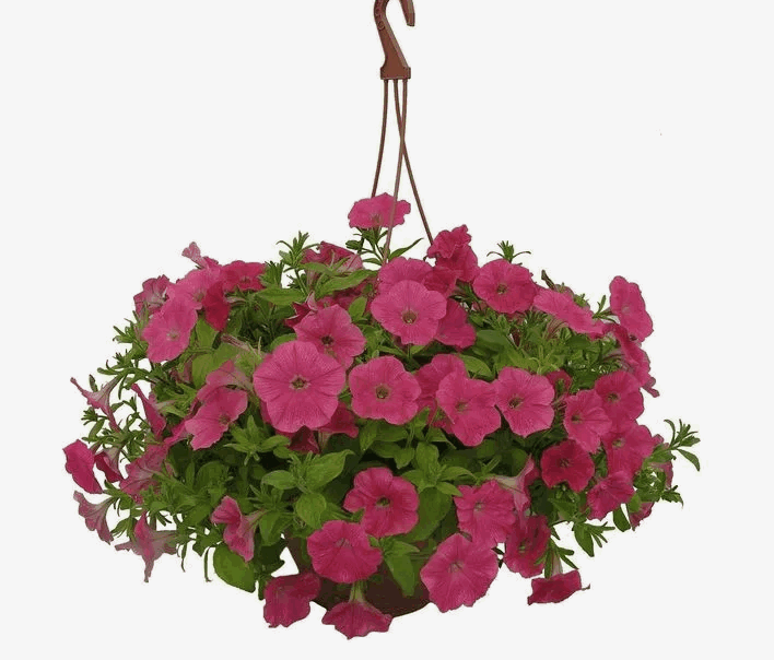 Петуния ампельная Микс в кашпо д19