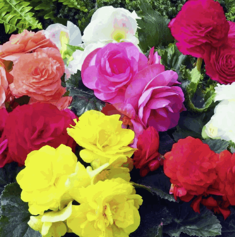 Бегония Микс 5 колор (12)