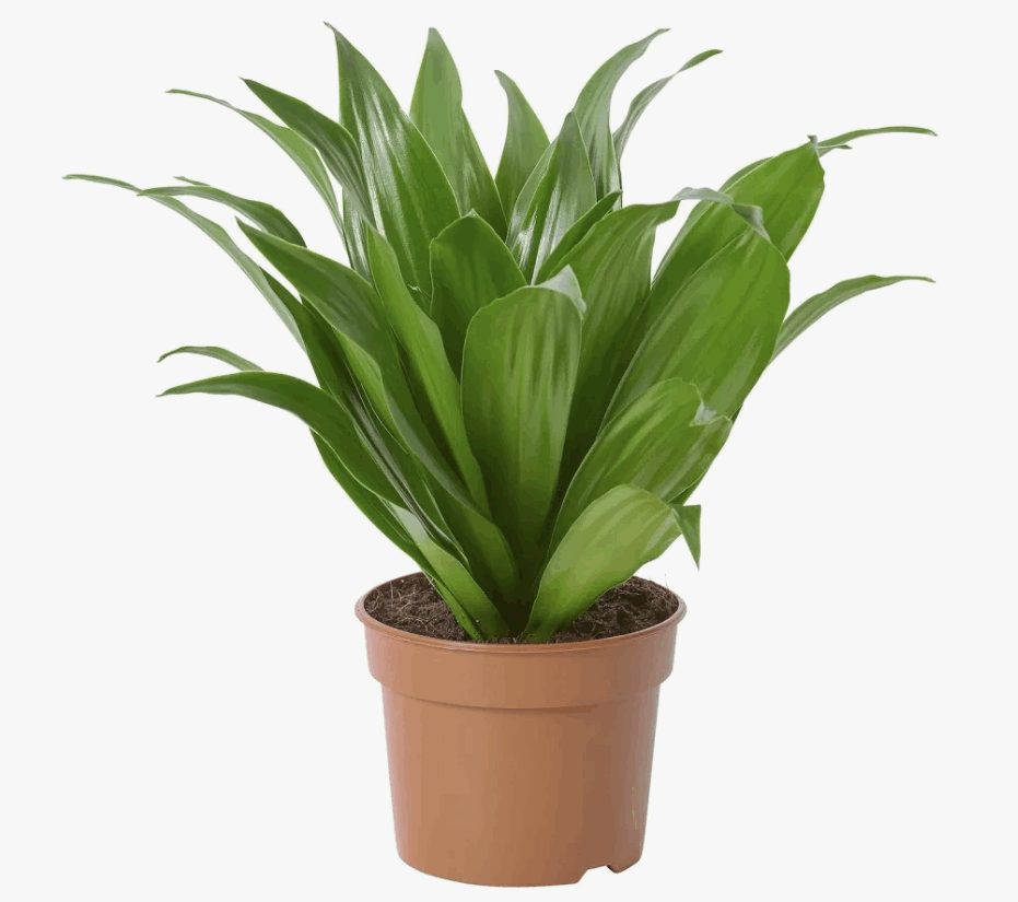 Драцена Компакта (12)