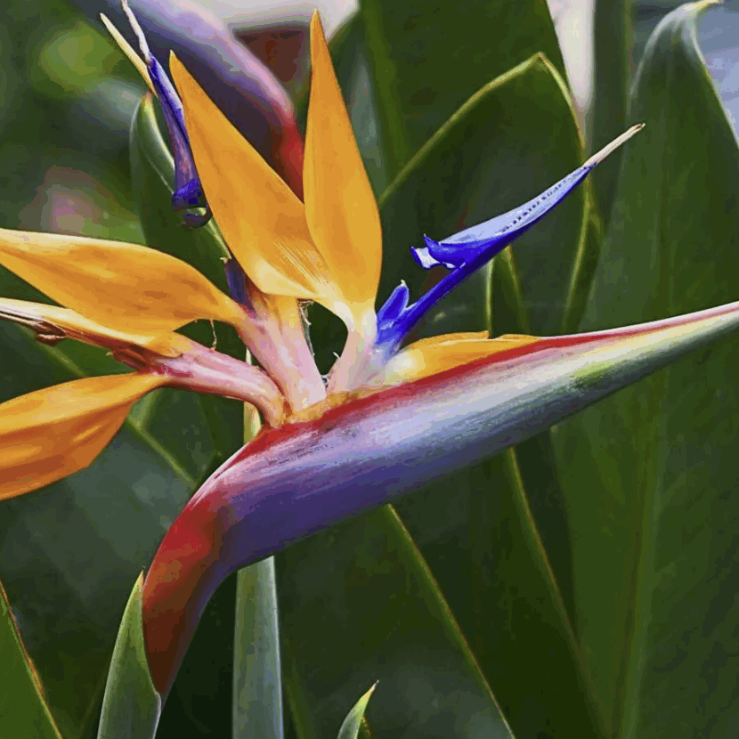 Стрелиция 2-3рр Нколай (17)