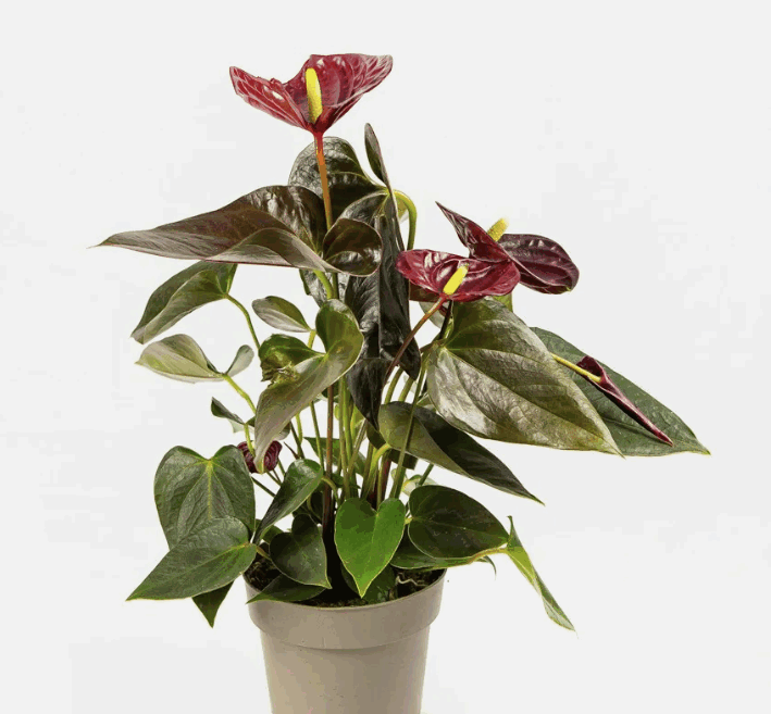 Антуриум Джаст Перфектион (12)