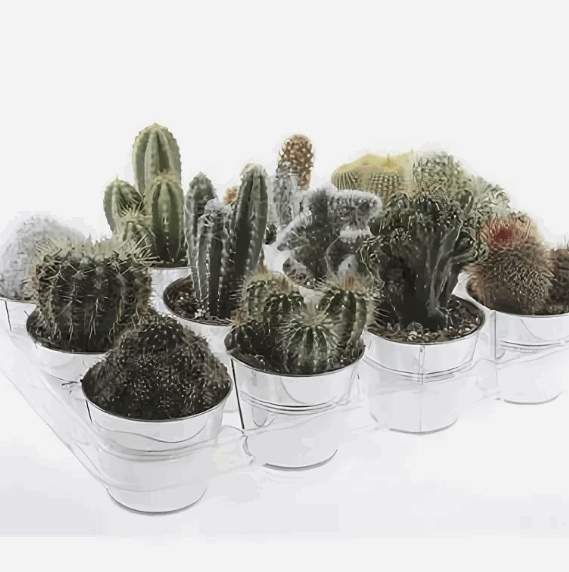 Кактус в цинковом горшке (7) 