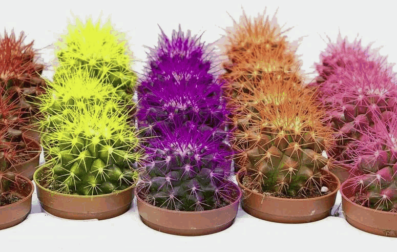 Кактус Рэйнбоу Микс (10,5)