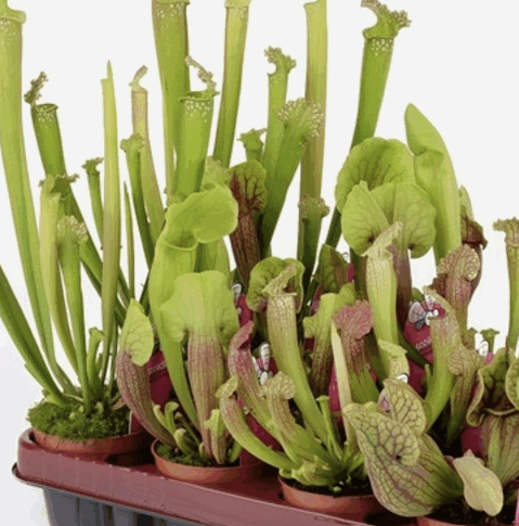 Саррацения Микс (9)