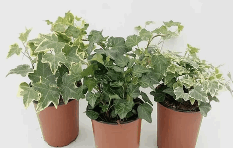 Хедера 3ст Хеликс Микс (9)