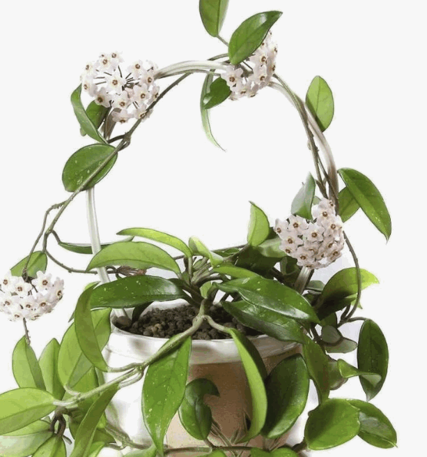 Хоя Карноза (12)