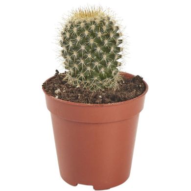 Кактус Микс Опунция (8,5)