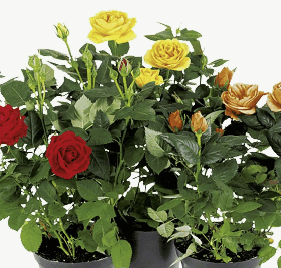 Роза горшечная Кордана микс