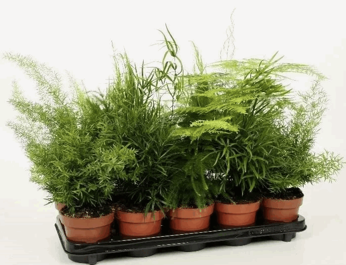 Аспарагус Микс (12) 