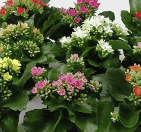 Каланхое Микс 5 Колор (9)