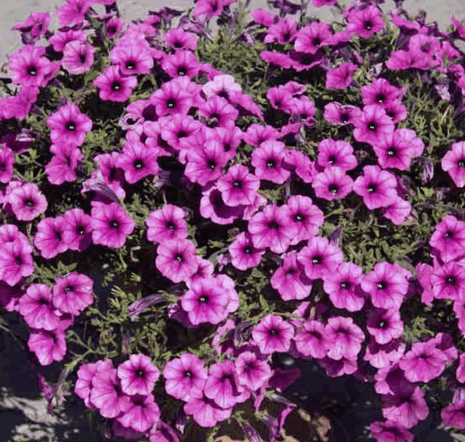 Сурфиния/10,5 