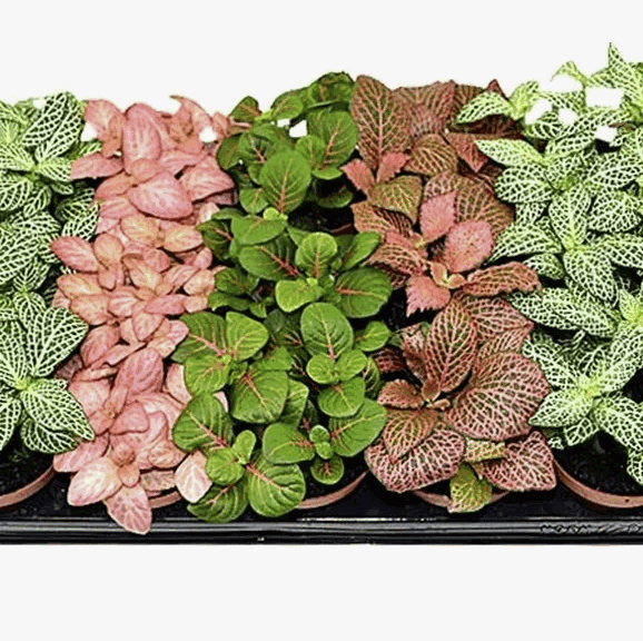 Фиттония Микс (8,5)