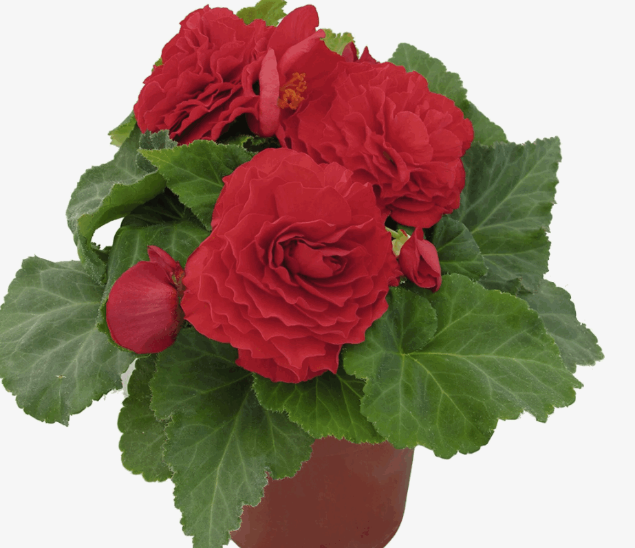 Бегония клубневая (15/9)