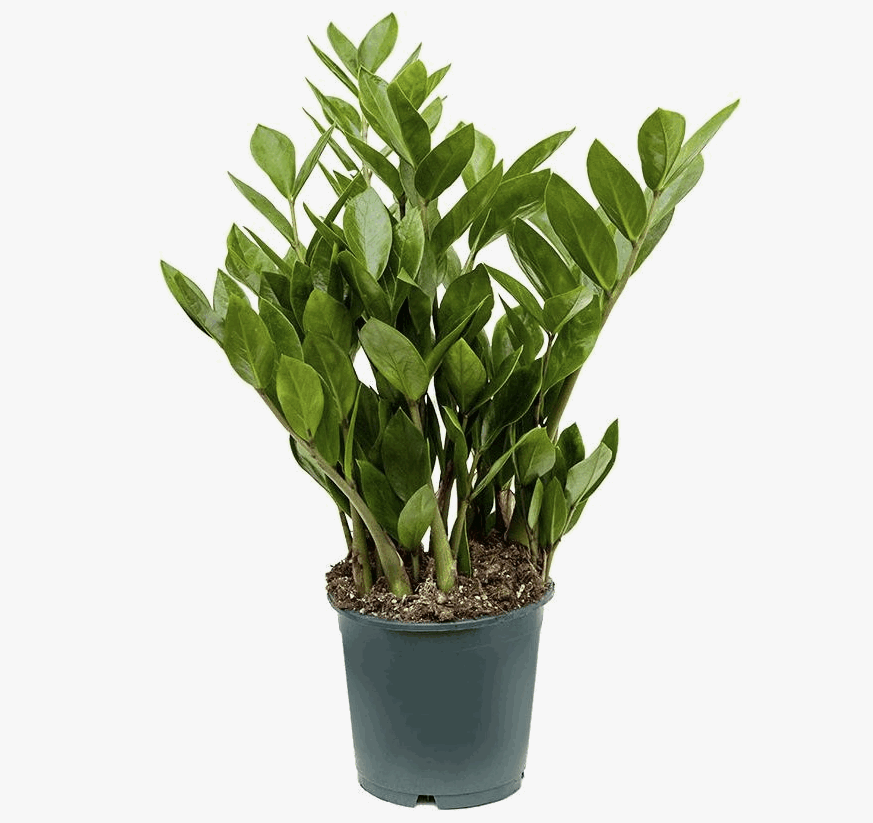 Замиокулькас Замифолия (14)