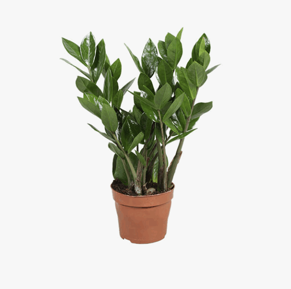 Замиокулькас 2+ (12)