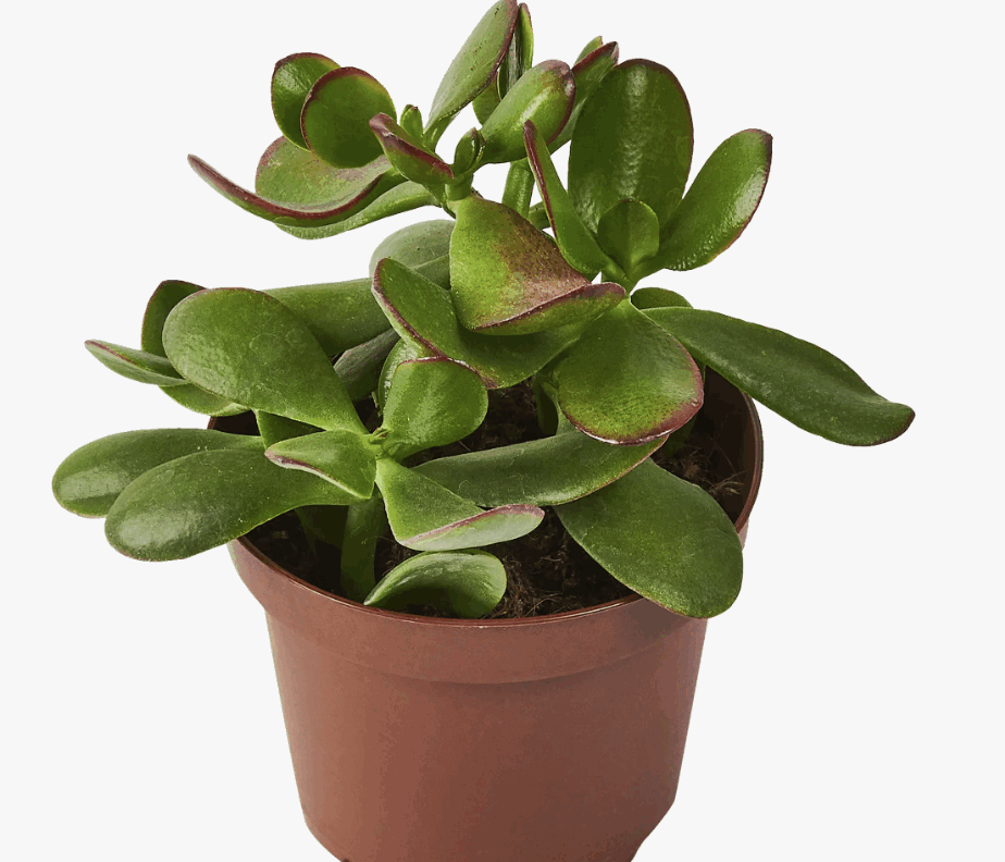 Красула Овата (12)