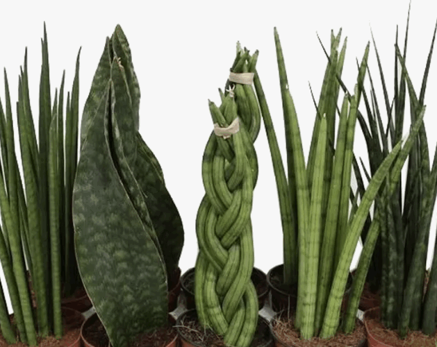 Сансивиерия Цилиндр Микс (12)