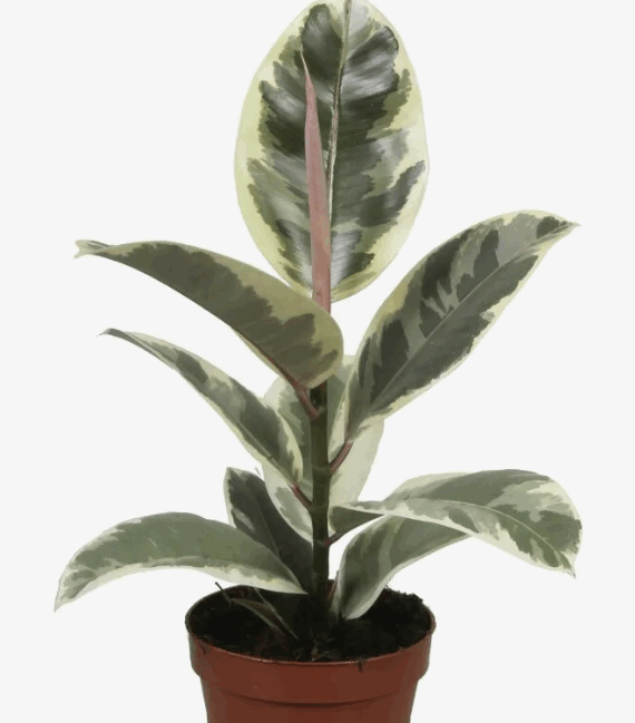 Фикус Эластика Тинеки (12) 