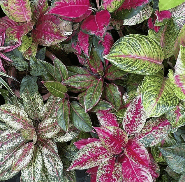 Аглаонема Микс Колор (12)