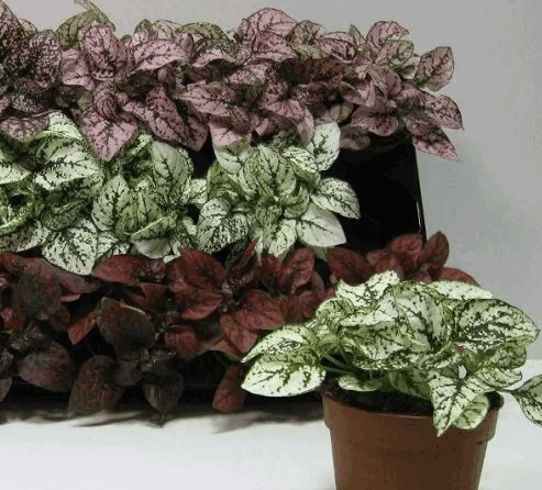 Гипоэстес микс (8) 