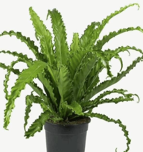 Асплениум Антикум (17)