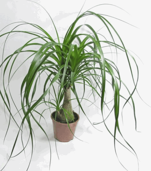 Нолина Рекурвата декор (12)