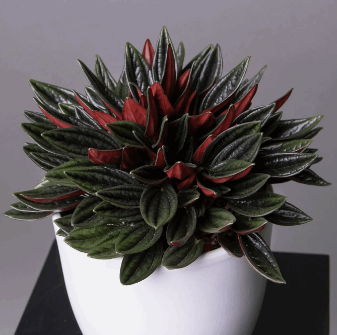 Пеперомия Россо декор