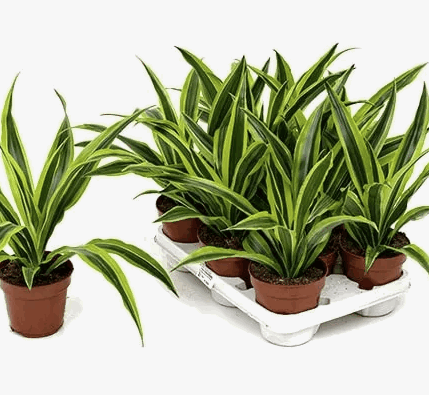 Драцена Лемон Лайм (12)