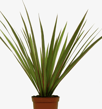 Драцена Маргената Маджента (12)