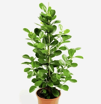 Фикус Мокламе (14) 