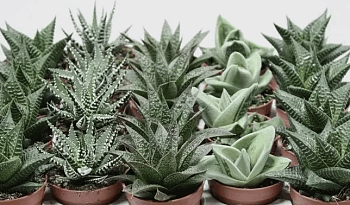 Алое Хавортия Микс (8,5)