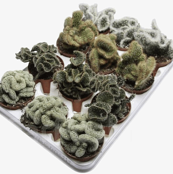Кактус Кристат Микс (10,5)