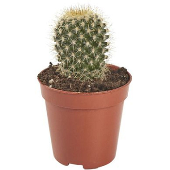 Кактус Микс Опунция (8,5)