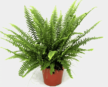 Нефролепис Грин Леди (12)