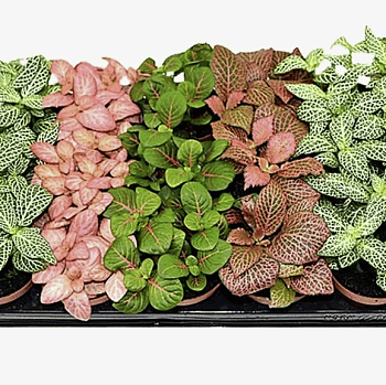 Фиттония Микс (8,5)