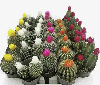 Кактус Строблюм Микс декор (5,5)