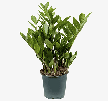 Замиокулькас Замифолия (14)