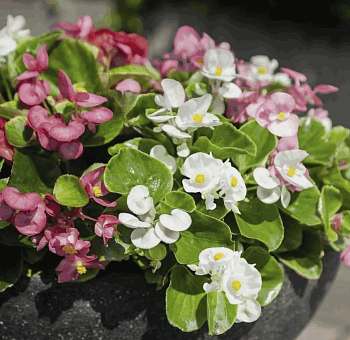 Бегония Вечноцветущая*6/кас