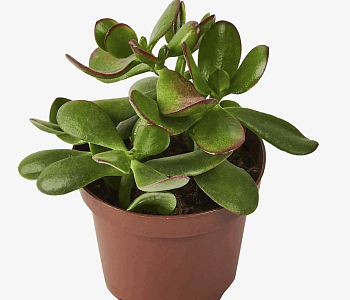 Красула Овата (12)