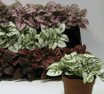 Гипоэстес микс (8) 