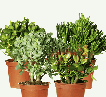 Красула Микс (10,5)